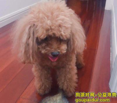 上海徐汇区虹桥大楼酬谢三千元寻找泰迪，它是一只非常可爱的宠物狗狗，希望它早日回家，不要变成流浪狗。