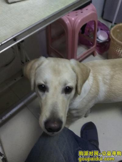 无锡滨湖区胡埭富润小区一带狗狗丟失，它是一只非常可爱的宠物狗狗，希望它早日回家，不要变成流浪狗。
