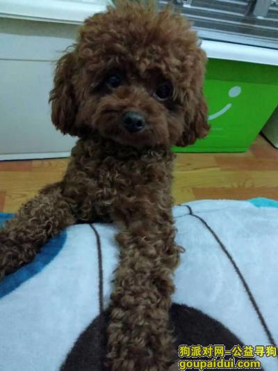 【上海找狗】，共和新路江场路附近丢失棕色泰迪狗狗一只，它是一只非常可爱的宠物狗狗，希望它早日回家，不要变成流浪狗。