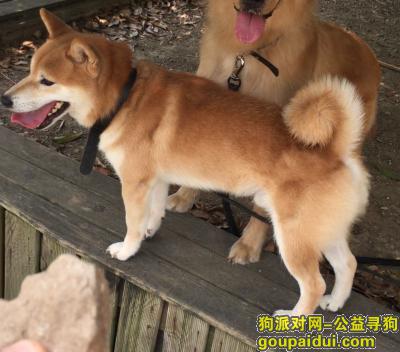 武汉丢狗，武汉首义学院附近寻柴犬一只，2018.12.1日15点丢失，它是一只非常可爱的宠物狗狗，希望它早日回家，不要变成流浪狗。
