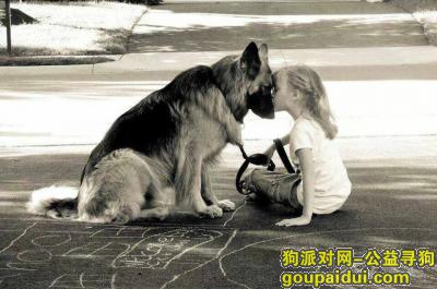 【重庆找狗】，已找到，它是一只非常可爱的宠物狗狗，希望它早日回家，不要变成流浪狗。