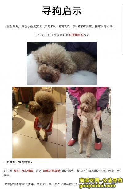 【北京找狗】，家里的狗丢了，请各位好心人帮忙留意，谢谢！，它是一只非常可爱的宠物狗狗，希望它早日回家，不要变成流浪狗。