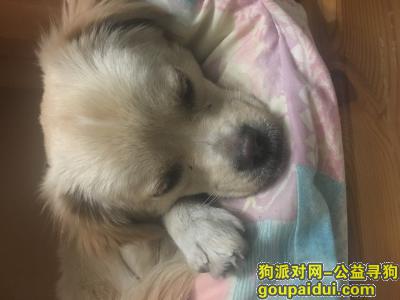 北京西城捡到一条小狗狗，昨天晚上捡到的，小狗狗等主任领回家。，它是一只非常可爱的宠物狗狗，希望它早日回家，不要变成流浪狗。