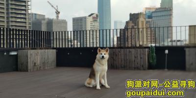 【上海找狗】，黄浦外白渡桥附近走失一只秋田犬，它是一只非常可爱的宠物狗狗，希望它早日回家，不要变成流浪狗。