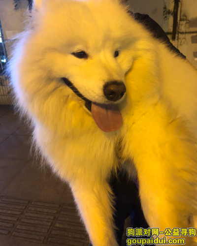 苏州找狗，吴江松陵公园附近---寻找大萨摩，它是一只非常可爱的宠物狗狗，希望它早日回家，不要变成流浪狗。