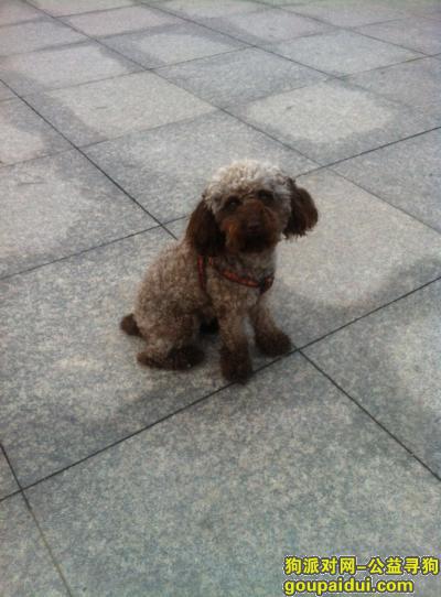 【青岛找狗】，市北区宁化路1路四方站附近泰迪走失，它是一只非常可爱的宠物狗狗，希望它早日回家，不要变成流浪狗。