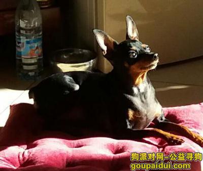 【北京找狗】，寻找一只黑色铁包金小鹿狗，它是一只非常可爱的宠物狗狗，希望它早日回家，不要变成流浪狗。