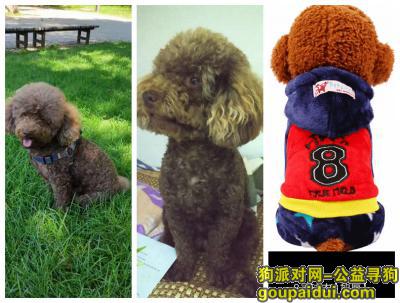 【北京找狗】，重金寻找一只咖啡色的小泰迪，它是一只非常可爱的宠物狗狗，希望它早日回家，不要变成流浪狗。