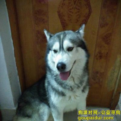 【广州找狗】，养了3年左右的哈士奇，它是一只非常可爱的宠物狗狗，希望它早日回家，不要变成流浪狗。