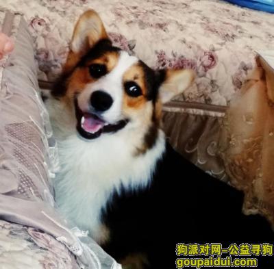 【南京找狗】，急寻江宁佛城东路水韵小区黑白科技犬，它是一只非常可爱的宠物狗狗，希望它早日回家，不要变成流浪狗。