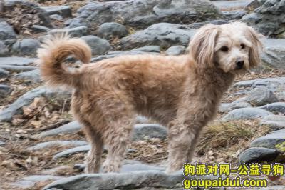 柚子回家，12月16日北海公园南门走失，它是一只非常可爱的宠物狗狗，希望它早日回家，不要变成流浪狗。