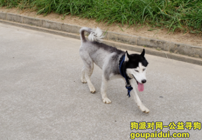 【深圳找狗】，寻哈士奇-深圳龙岗中心城，它是一只非常可爱的宠物狗狗，希望它早日回家，不要变成流浪狗。