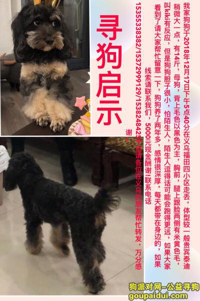 义乌寻狗启示，义乌福田四区附近走丢一只黑色泰迪铁包金狗狗，它是一只非常可爱的宠物狗狗，希望它早日回家，不要变成流浪狗。