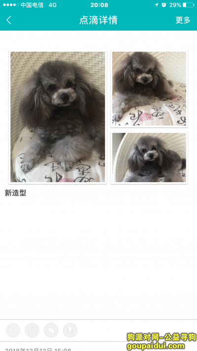南京丢狗，重金3000元寻灰色泰迪，它是一只非常可爱的宠物狗狗，希望它早日回家，不要变成流浪狗。