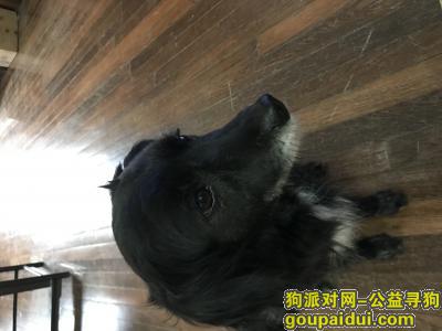 上海丢狗，已寻，它是一只非常可爱的宠物狗狗，希望它早日回家，不要变成流浪狗。
