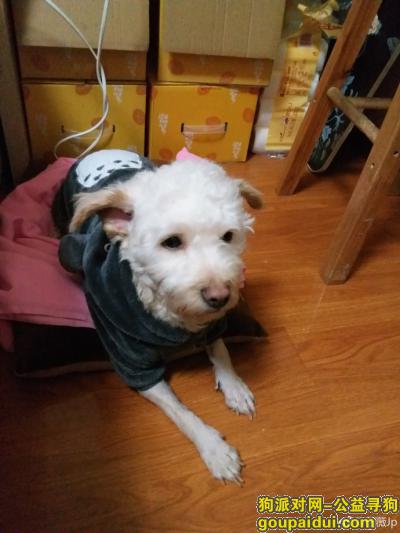 台江区南台商贸中心丢失泰迪串串，它是一只非常可爱的宠物狗狗，希望它早日回家，不要变成流浪狗。