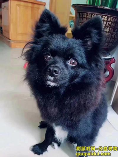 深圳找狗，深圳宝安西乡步行街走失黑色博美，它是一只非常可爱的宠物狗狗，希望它早日回家，不要变成流浪狗。