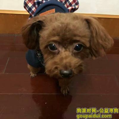 义乌九联附近走丢一只棕红色的泰迪，它是一只非常可爱的宠物狗狗，希望它早日回家，不要变成流浪狗。