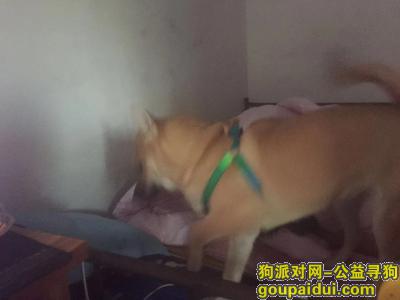 【广州找狗】，在东莞麻涌镇螺村工业区遗失，它是一只非常可爱的宠物狗狗，希望它早日回家，不要变成流浪狗。