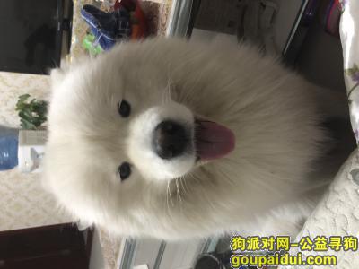 【北京找狗】，寻狗信息 白色萨摩耶，它是一只非常可爱的宠物狗狗，希望它早日回家，不要变成流浪狗。