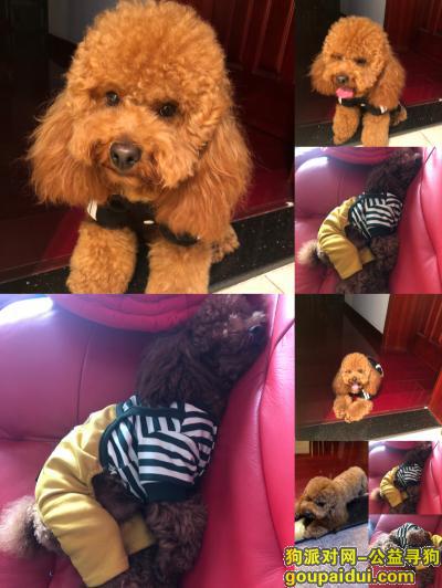 【上海找狗】，2018年12月21日晚上8点40分钟走丢了，在上海浦东新区杨南路399弄3号，它是一只非常可爱的宠物狗狗，希望它早日回家，不要变成流浪狗。