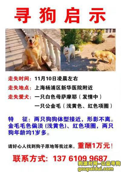 上海杨浦区新华医院酬谢一万元寻找金毛萨摩，它是一只非常可爱的宠物狗狗，希望它早日回家，不要变成流浪狗。