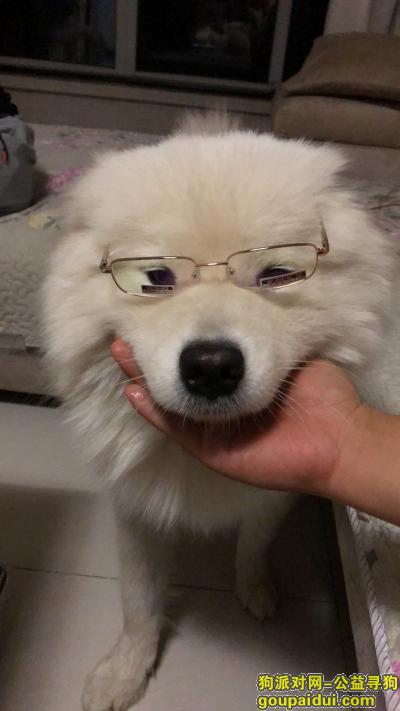【北京找狗】，白色萨摩耶，未打狂犬疫苗，，它是一只非常可爱的宠物狗狗，希望它早日回家，不要变成流浪狗。