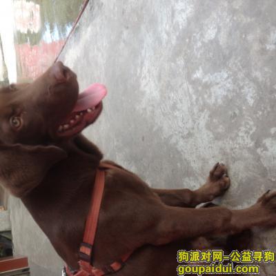 宜宾找狗，宜宾高县文江镇  最爱的狗狗  大家看见了 一定要联系我，它是一只非常可爱的宠物狗狗，希望它早日回家，不要变成流浪狗。