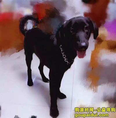 南阳市宛城区长江东路邮局向西处，它是一只非常可爱的宠物狗狗，希望它早日回家，不要变成流浪狗。