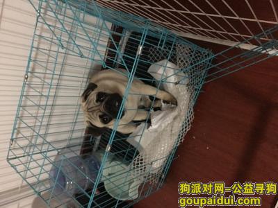 【上海找狗】，望好心人帮忙早日寻得爱狗回家，它是一只非常可爱的宠物狗狗，希望它早日回家，不要变成流浪狗。