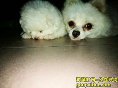 郑州市中原区，重金寻狗，像亲儿子一样对待的狗狗，它是一只非常可爱的宠物狗狗，希望它早日回家，不要变成流浪狗。