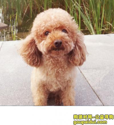 2018/12/23吴江万宝财富广场 泰迪一只，小型犬，8岁半，它是一只非常可爱的宠物狗狗，希望它早日回家，不要变成流浪狗。