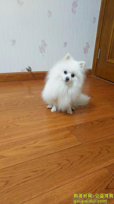 【杭州找狗】，杭州转塘寻狗白色博美，急急急，它是一只非常可爱的宠物狗狗，希望它早日回家，不要变成流浪狗。