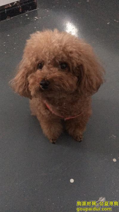 深圳寻狗，寻找棕色泰迪四岁左右，它是一只非常可爱的宠物狗狗，希望它早日回家，不要变成流浪狗。