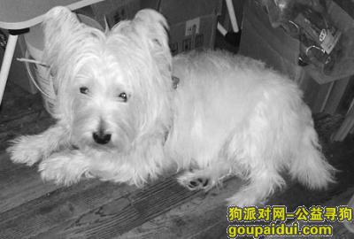 【上海找狗】，徐汇区寻找西高地，它是一只非常可爱的宠物狗狗，希望它早日回家，不要变成流浪狗。