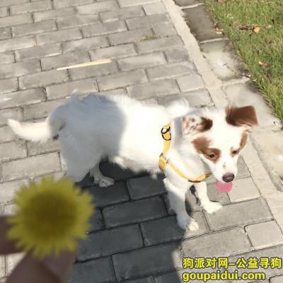 上海找狗，上海市奉贤区柘林镇如意家园附近丢失一只白色狗子，它是一只非常可爱的宠物狗狗，希望它早日回家，不要变成流浪狗。