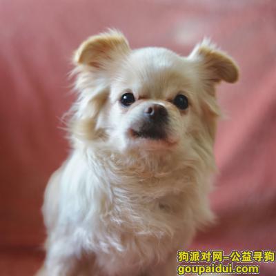 【上海找狗】，上海虹口寻狗在凉城路安汾路附近走失，它是一只非常可爱的宠物狗狗，希望它早日回家，不要变成流浪狗。