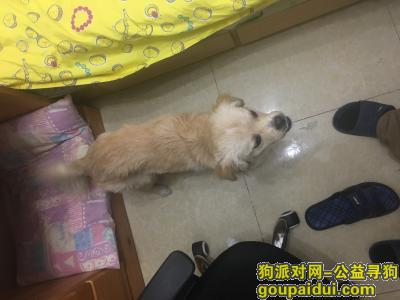 【北京捡到狗】，寻找狗主人，请狗主人电话联系我，它是一只非常可爱的宠物狗狗，希望它早日回家，不要变成流浪狗。