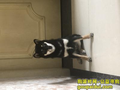【成都找狗】，黑色柴犬  12月24日下午5点30在成都市锦江区经天路走失，它是一只非常可爱的宠物狗狗，希望它早日回家，不要变成流浪狗。
