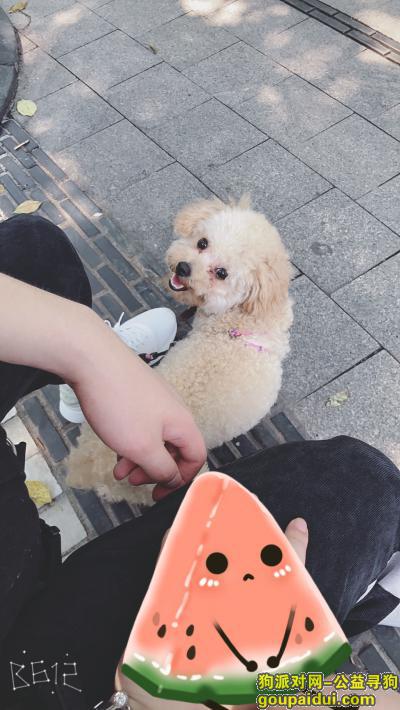【重庆找狗】，泰迪妹妹在重庆巴南区花溪街道融科金色时代1期走失，它是一只非常可爱的宠物狗狗，希望它早日回家，不要变成流浪狗。