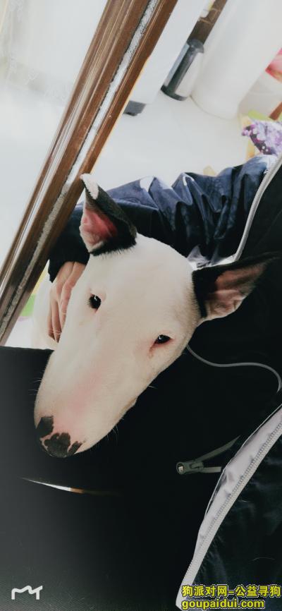 寻找  双耳黑白色牛头梗，它是一只非常可爱的宠物狗狗，希望它早日回家，不要变成流浪狗。