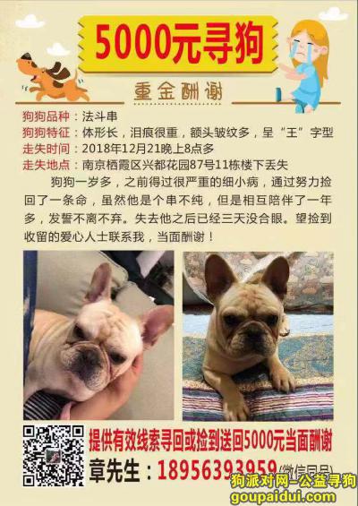 【南京找狗】，南京栖霞区兴都花园87号酬谢五千元寻找法斗，它是一只非常可爱的宠物狗狗，希望它早日回家，不要变成流浪狗。