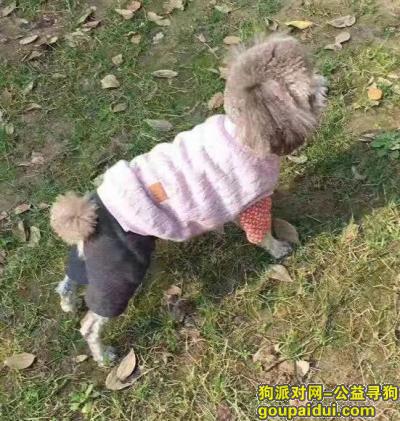 【杭州找狗】，杭州仓溢东苑西门酬谢五千元寻找灰色贵宾，它是一只非常可爱的宠物狗狗，希望它早日回家，不要变成流浪狗。
