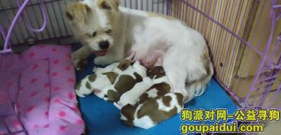 深圳寻狗，2018.12.25在深圳龙岗走丢，它是一只非常可爱的宠物狗狗，希望它早日回家，不要变成流浪狗。