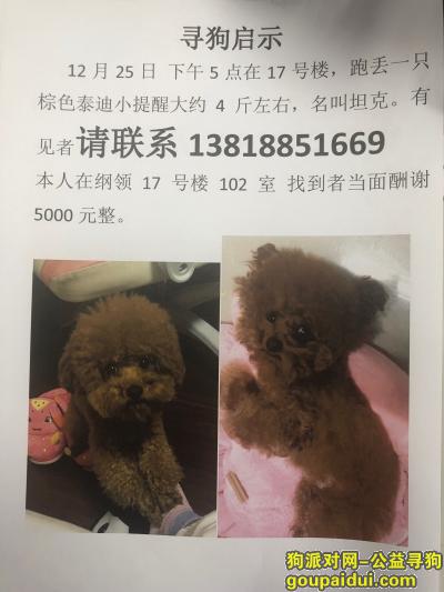 上海找狗，重金寻狗 狗狗身体弱 希望安心人士能找到线索，它是一只非常可爱的宠物狗狗，希望它早日回家，不要变成流浪狗。