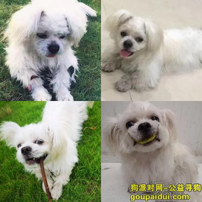 12月20日，于东莞横沥西区垃圾焚烧站附近丢失一只白色京巴母狗，它是一只非常可爱的宠物狗狗，希望它早日回家，不要变成流浪狗。