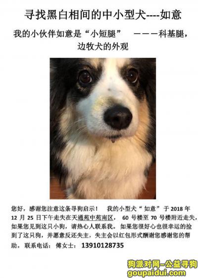 【北京找狗】，天通苑南区走失！！！黑白相间的柯基犬13261975680，它是一只非常可爱的宠物狗狗，希望它早日回家，不要变成流浪狗。