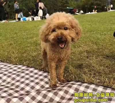 【台州找狗】，温岭 锦园小区公园酬谢一万元寻找泰迪，它是一只非常可爱的宠物狗狗，希望它早日回家，不要变成流浪狗。