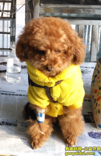 【襄阳找狗】，寻找棕色泰迪，穿黄衣红鞋，12月27日傍晚在364医院附近走失，拾还重酬！，它是一只非常可爱的宠物狗狗，希望它早日回家，不要变成流浪狗。