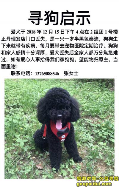 【贵阳找狗】，12月15日爱犬走失，它是一只非常可爱的宠物狗狗，希望它早日回家，不要变成流浪狗。